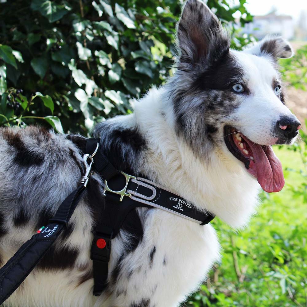 Italian Made Tre Ponti Dog Harness