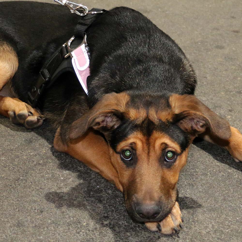 Italian Made Tre Ponti Dog Harness