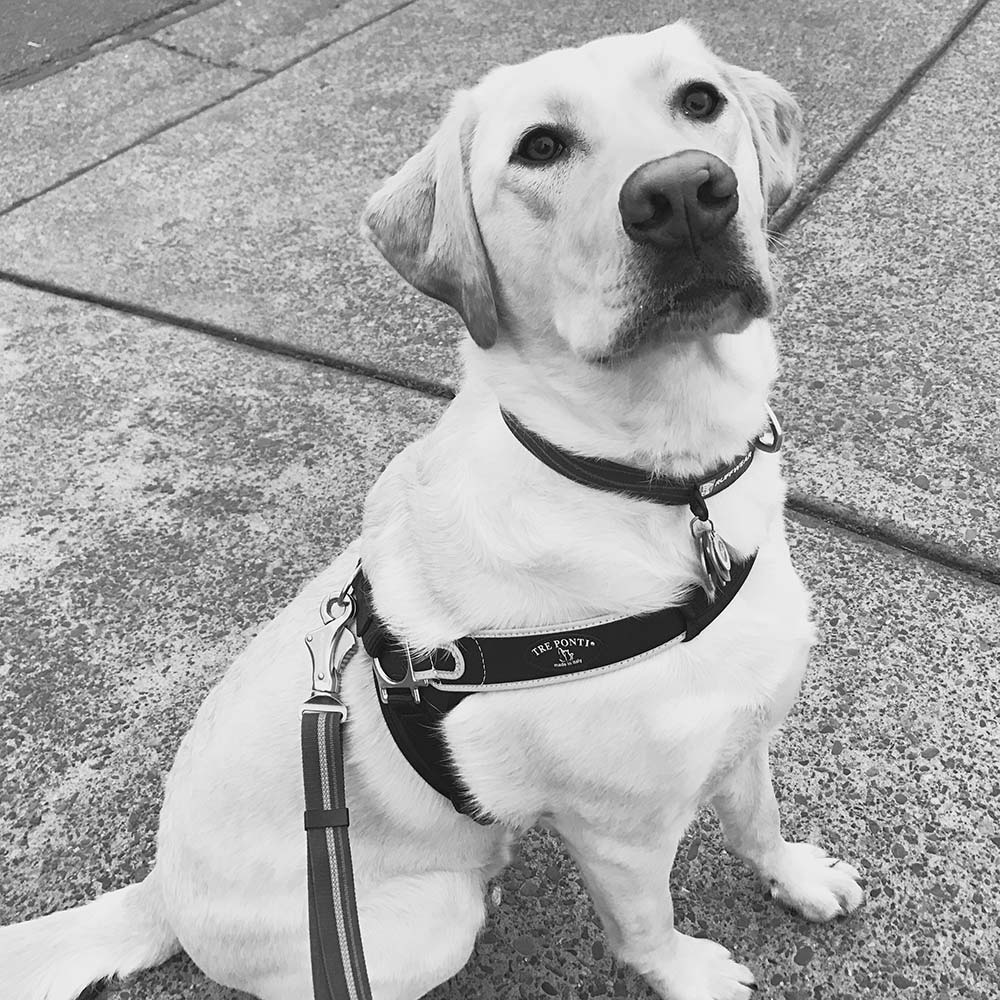 Italian Made Tre Ponti Dog Harness