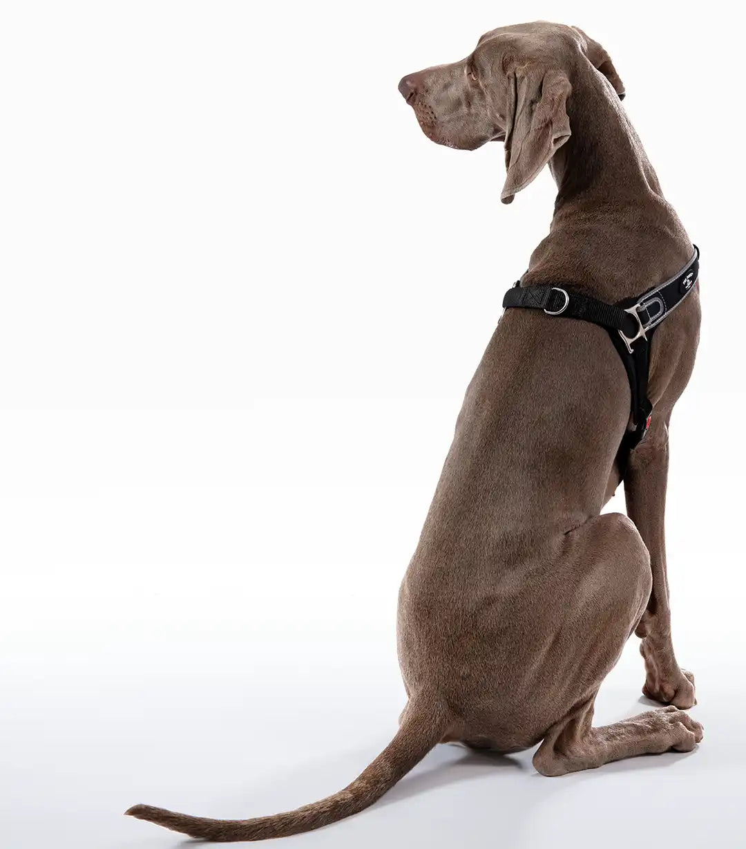 Forza No Pull Harness