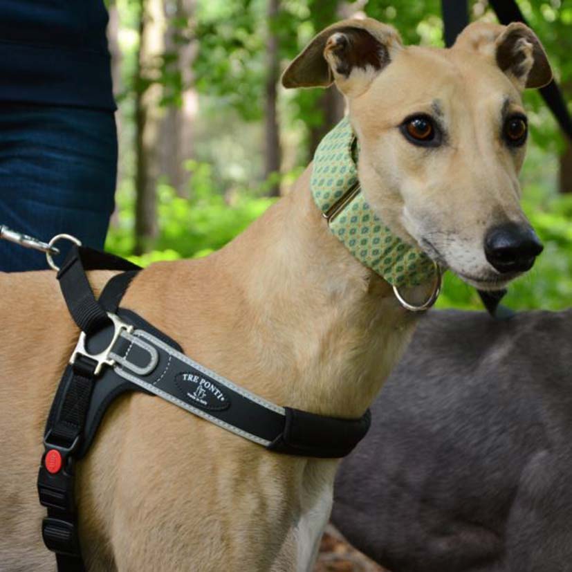 Italian Made Tre Ponti Dog Harness