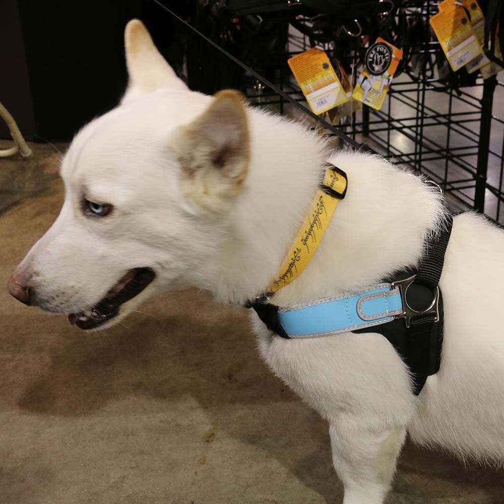 Italian Made Tre Ponti Dog Harness