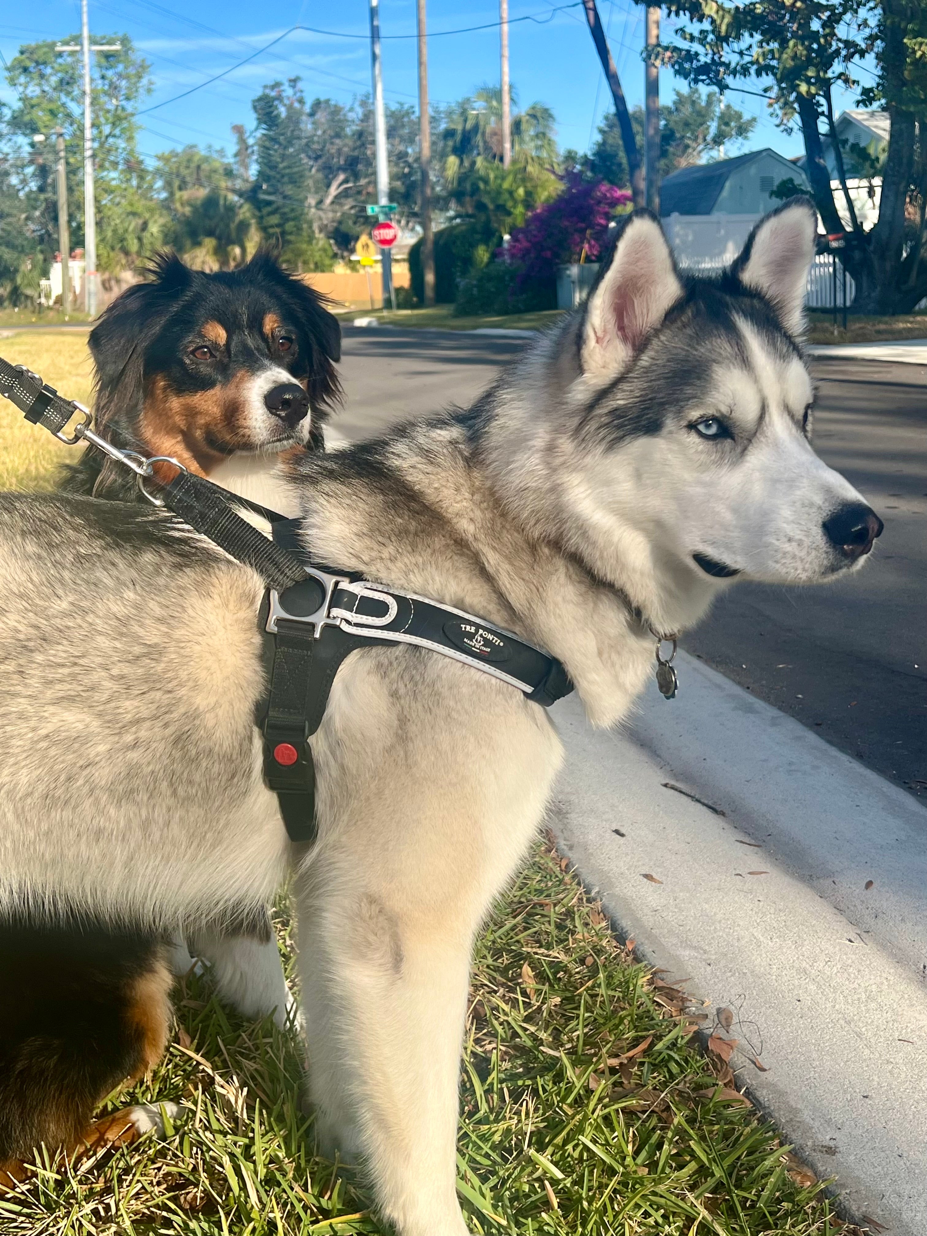 Italian Made Tre Ponti Dog Harness