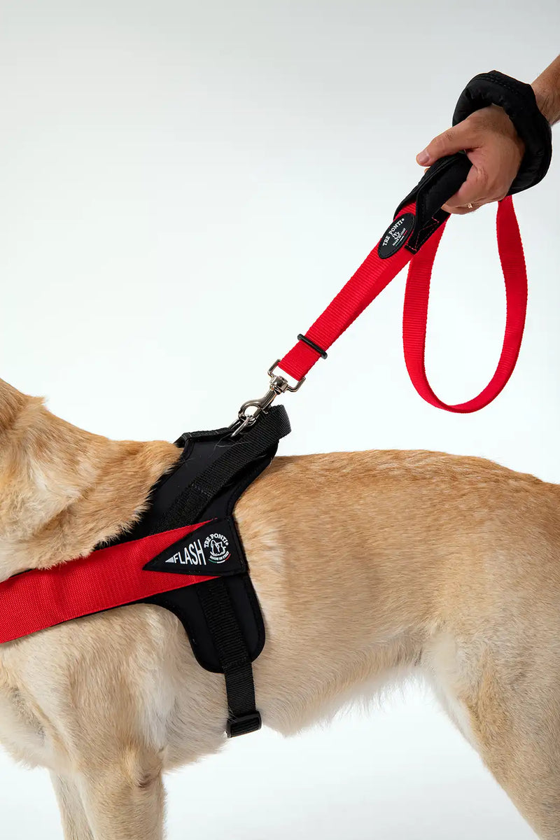 Double Handle Leash