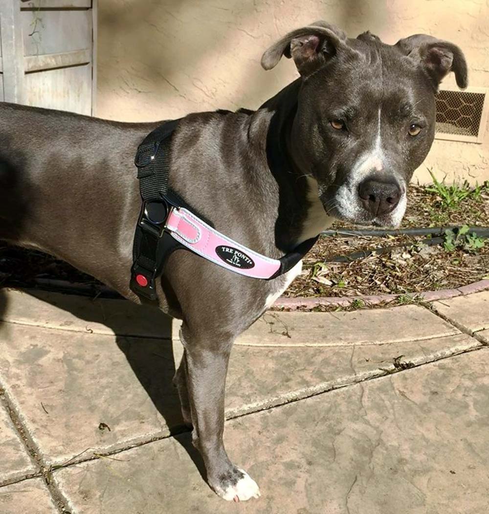 Italian Made Tre Ponti Dog Harness