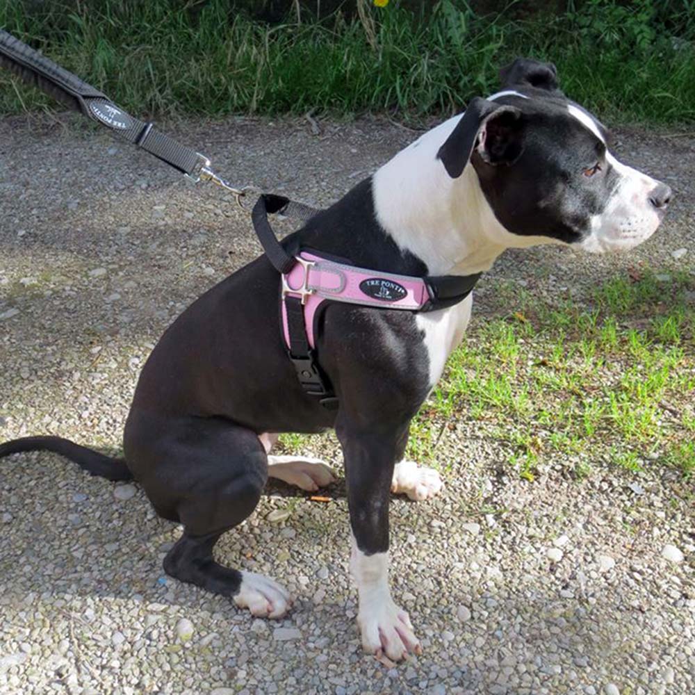 Italian Made Tre Ponti Dog Harness