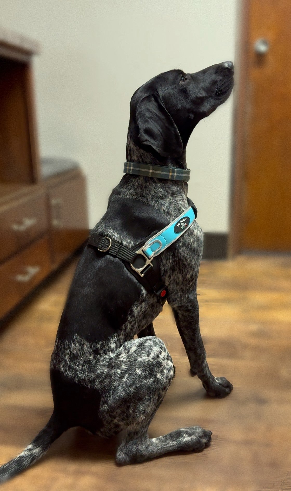Italian Made Tre Ponti Dog Harness