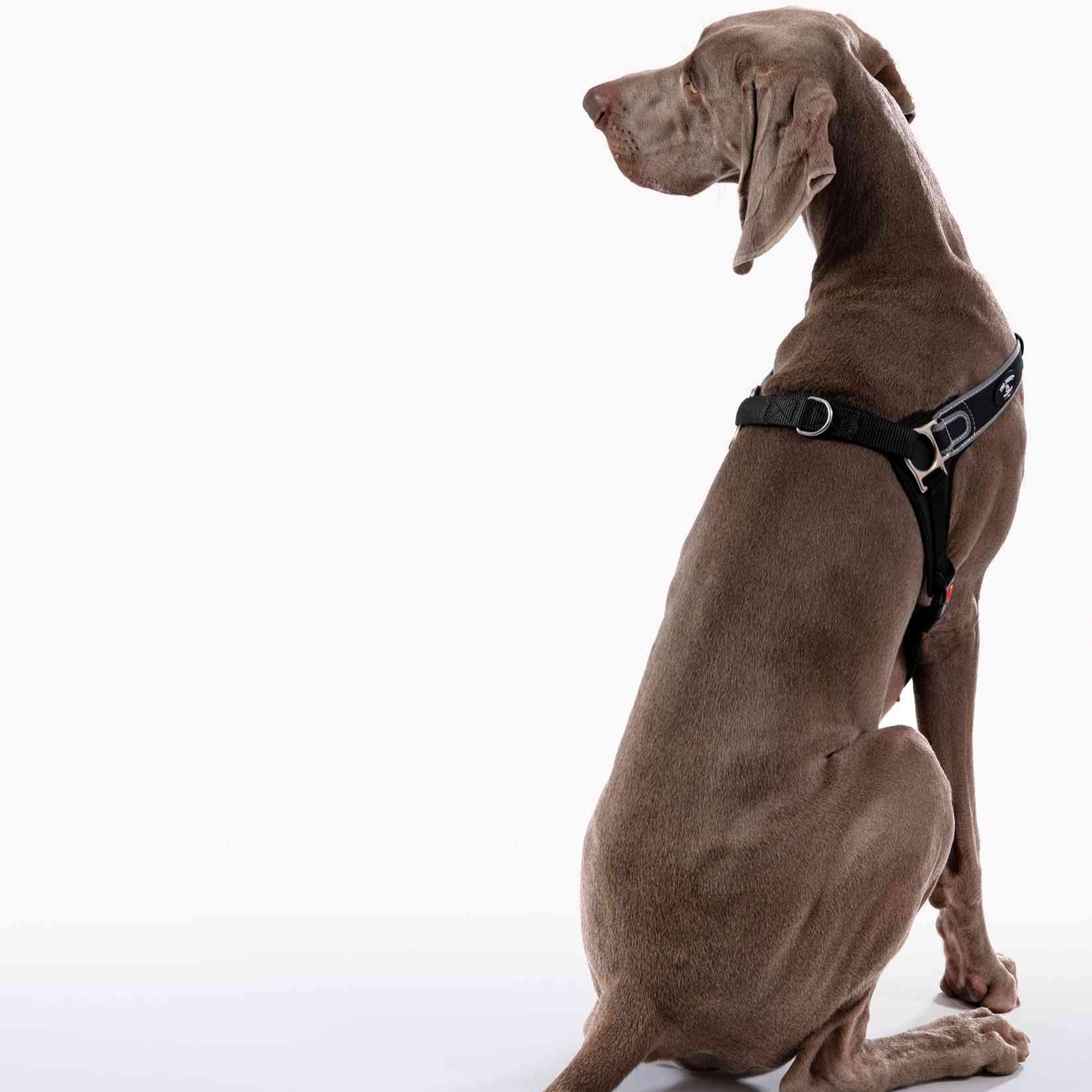 Forza No Pull Harness