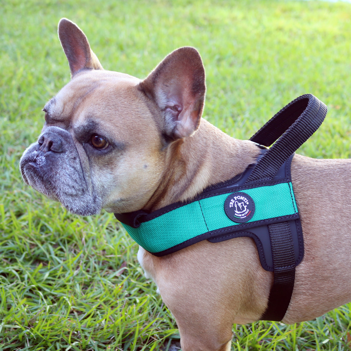 Primo Plus - Harness for dogs, extra-wide chest pad, comfy, Italy