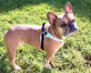 French bulldog on grass wearing Tre Ponti Genesis Adjustable Harness in Mint