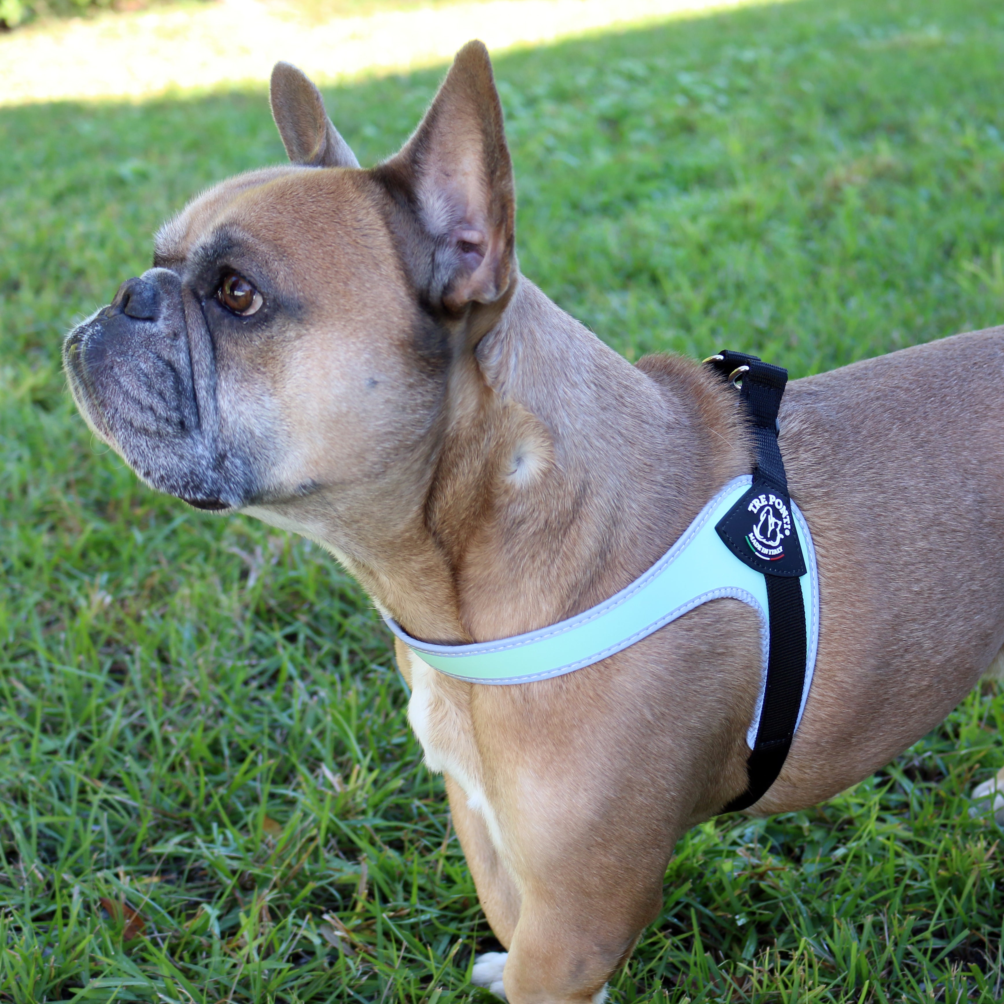 Adorable French bulldog in the park wearing Tre Ponti Genesis Adjustable Harness in Mint