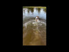 Jack Russel Terrier Squad wearing Tre Ponti Genesis Adjustable harnesses enjoys fun at the lake