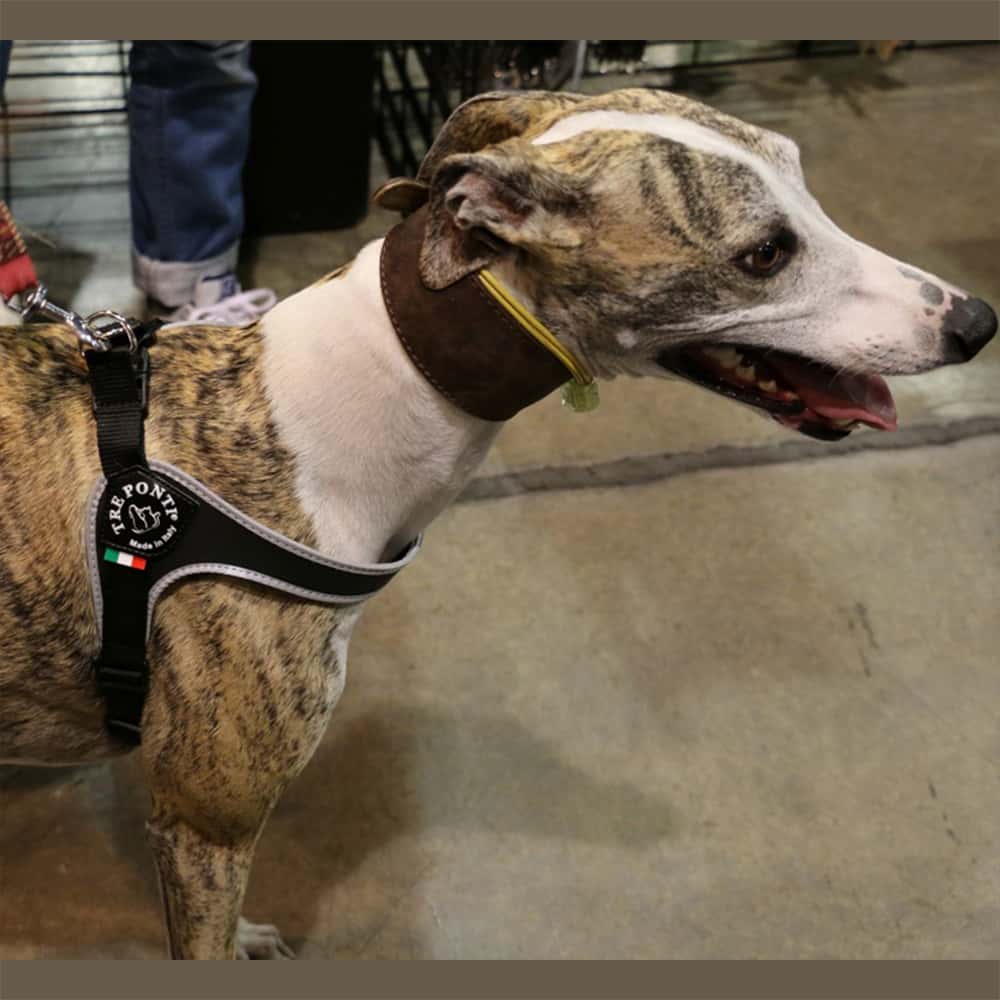 Grayhound at pet expo wearing Tre Ponti Genesis Adjustable Dog Harness in Black with reflective trims
