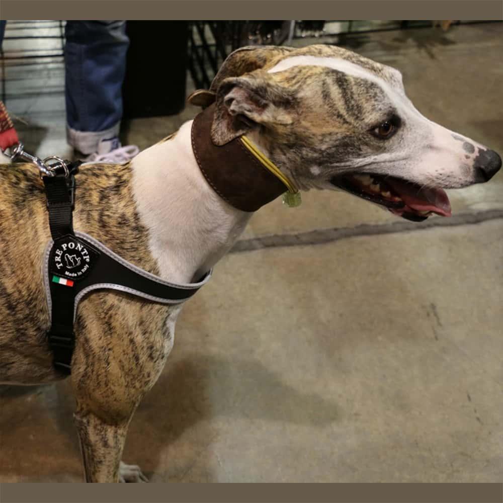 Grayhound at pet expo wearing Tre Ponti Genesis Adjustable Dog Harness in Black with reflective trims