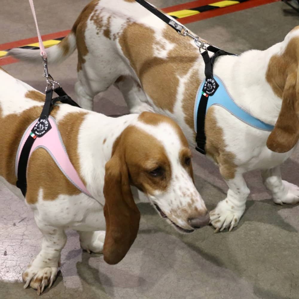 Basset Hounds at pet expo wearing Tre Ponti Genesis Adjustable Dog Harnesses in Pink and Blue with reflective trims