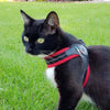 Black and white Cat sitting in grass wearing Tre Ponti Mesh Strap Harness in Red