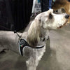 Gray English Setter at pet expo wearing Tre Ponti Genesis Strap Harness with reflective trims in Black