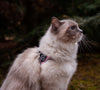 Fluffy two-tone long hair cream color large cat with blue eyes wearing a Tre Ponti Genesis Strap harness with reflective trims sitting in the forest enjoying the nice weather