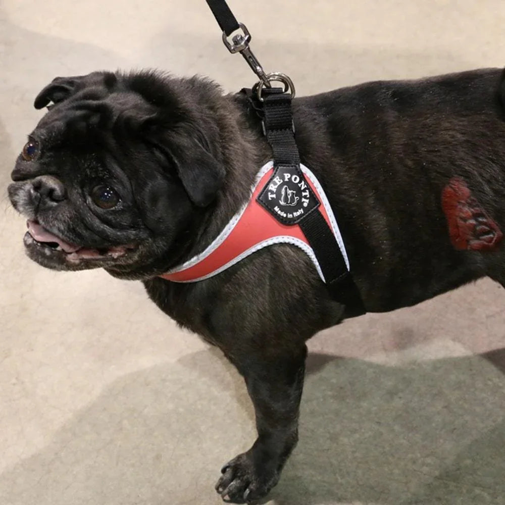 Black Pug on leash wearing Tre Ponti Genesis Adjustable Dog Harness in Red with reflective trims