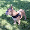 French Bulldog standing in sun spotted grass and wearing Tre Ponti Mesh Strap Harness in Black
