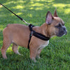 French Bulldog puppy standing in shady grass wearing Tre Ponti Mesh Adjustable Harness in Black
