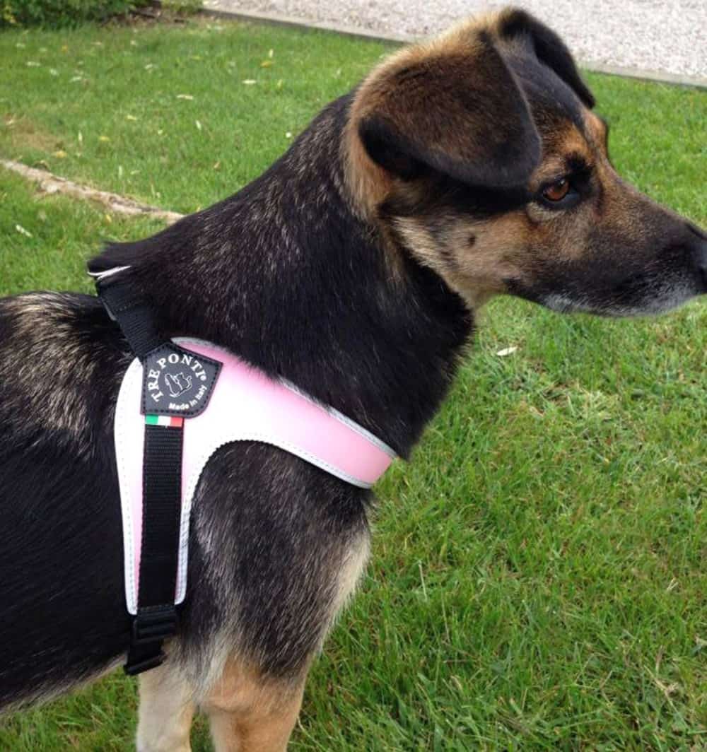 German Shepherd standing on grass wearing Tre Ponti Genesis Adjustable Dog Harness in Pink with reflective trims