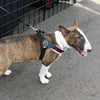 Brown and White Bull Terrier at pet expo standing on asphalt wearing Tre Ponti Mesh Adjustable Harness in Pastel Pink