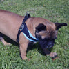 French Bulldog standing in clover grass wearing Tre Ponti Mesh Adjustable Harness in Light Blue