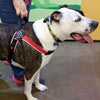 Pitbull mix at pet expo wearing Tre Ponti Brio Harness in Red