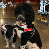 Giant Black and White Poodle at pet expo sitting on show floor next to Spaniel wearing Tre Ponti Brio Harness in Red