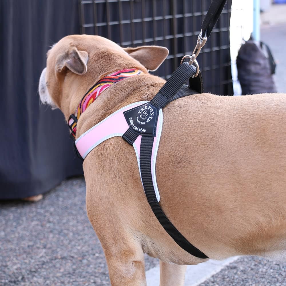 Short Hair Dog with large chest at pet expo wearing Tre Ponti Genesis Adjustable Dog Harness in Pink with reflective trims
