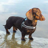 Dachshund weiner dog standing on muddy shore of lake wearing Tre Ponti Genesis Buckle Harness in Black with reflective trims 