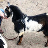 Black and white Goat on leash wearing Tre Ponti Primo Harness in Black standing on dirt with mouth held by a person