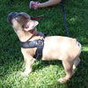 French Bulldog standing in grass and looking up while wearing Tre Ponti Mesh Strap Harness in Black