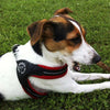 Jack Russell Terrier wearing Tre Ponti Mesh Buckle Harness in Red lying in grass and chewing a stick