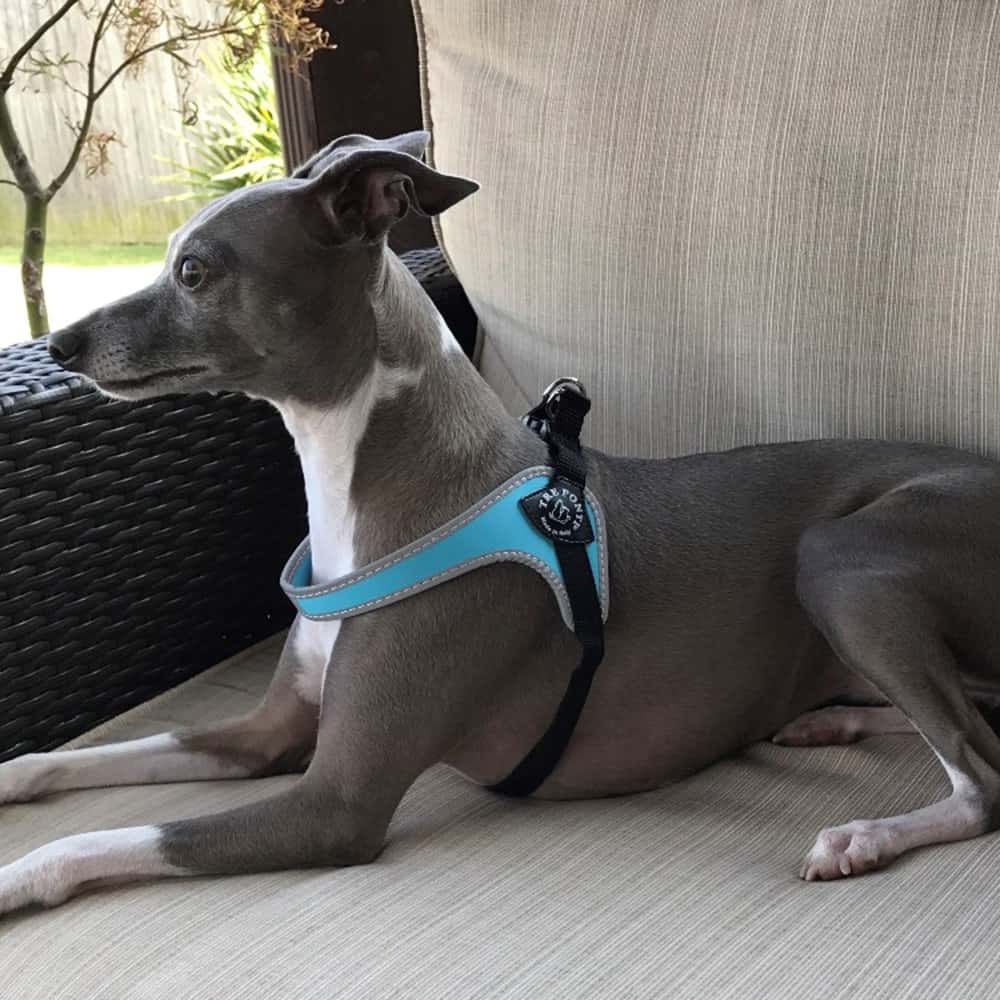 Italian Grayhound on outdoor couch wearing Tre Ponti Genesis Adjustable Dog Harness in Blue with reflective trims