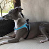 Italian Grayhound on outdoor couch wearing Tre Ponti Genesis Adjustable Harness in Blue with reflective trims