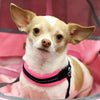  Big eared Brown and Tan Chihuahua wearing Tre Ponti Mesh Adjustable Harness in Neon Pink lying in pink basket
