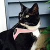 Black and White Cat outside of home with blue siding wearing Tre Ponti Genesis Strap Harness with reflective trims in Pink