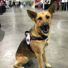 German Shepherd wearing Tre Ponti Primo Harness in Pink sitting on cement floor in the aisle at a pet expo