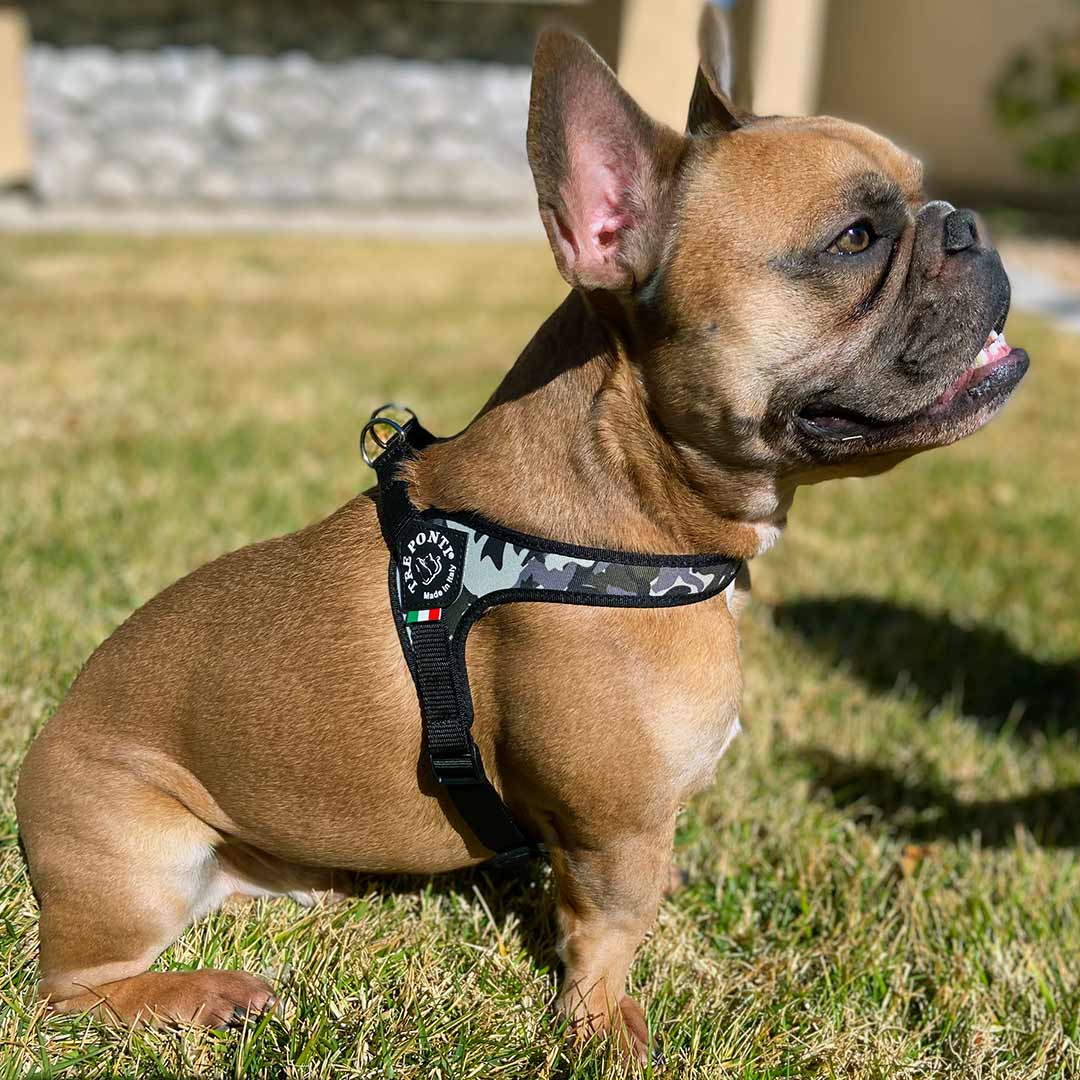 Happy French Bulldog sitting in backyard wearing Tre Ponti Camo Adjustable dog harness in American military color