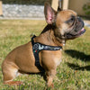 Happy French Bulldog sitting in backyard wearing Tre Ponti Camo Adjustable harness in American military color