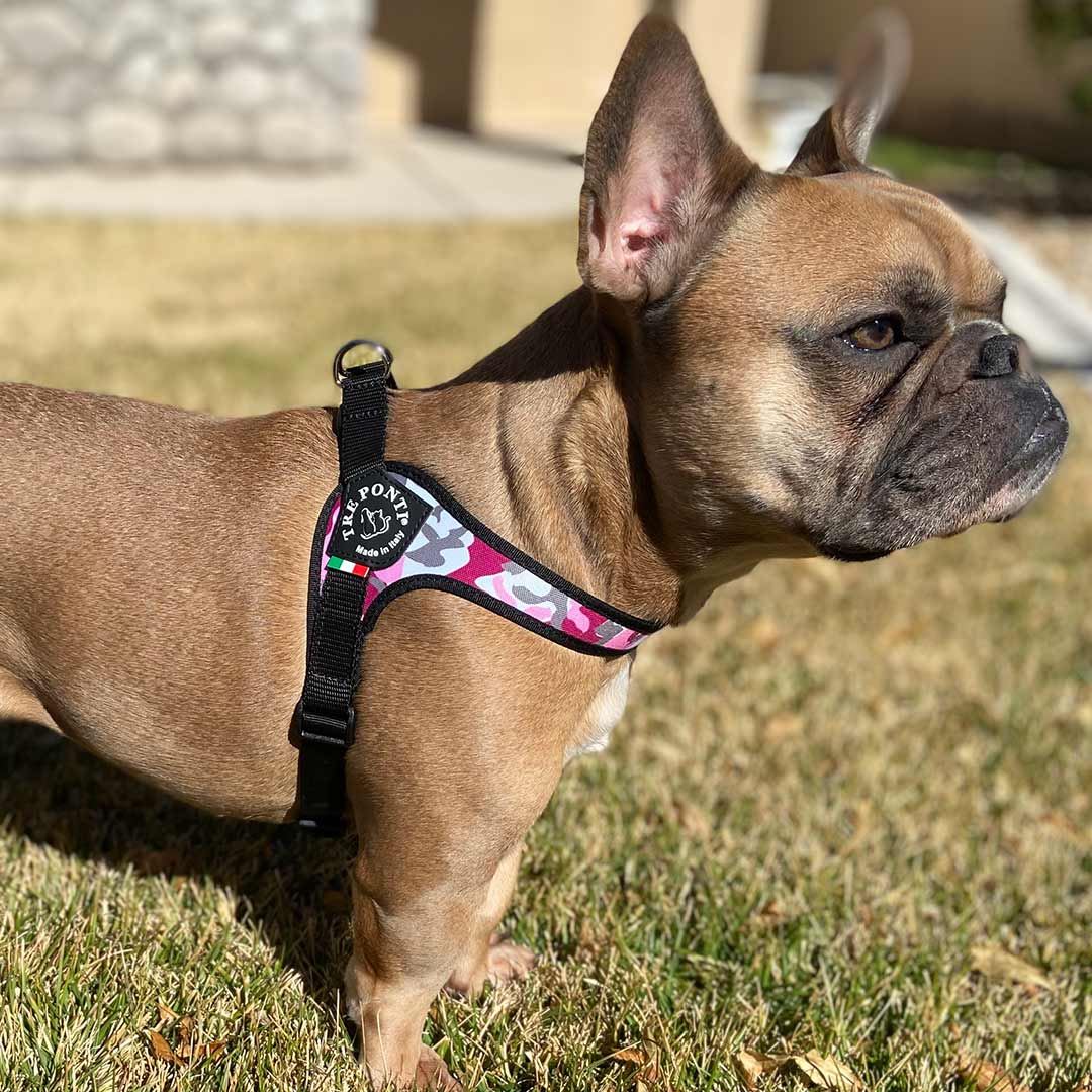 French Bulldog standing in backyard wearing Tre Ponti Camo Adjustable dog harness in Pink