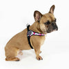 Alert French Bulldog in studio pose wearing Tre Ponti Camo Adjustable harness in Pink