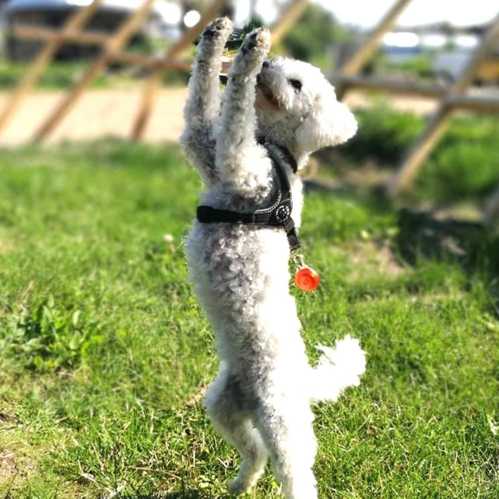White Poodle jumping on grass wearing Tre Ponti Genesis Adjustable Dog Harness in Black with reflective trims