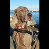 Sleepy eyed Weimarane rwearing Tre Ponti Primo Harness in Black sitting on sea wall path with boats in background