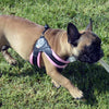 French Bulldog wearing Tre Ponti Mesh Strap Harness in Pastel Pink trotting on grass with a bone in the mouth