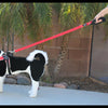 Tre Ponti Single Handle Leash in Red attached to demo doggie to show full length of the leash