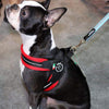Boston Terrier on leash at pet expo sitting on the ground and wearing Tre Ponti Mesh Buckle Harness in Red