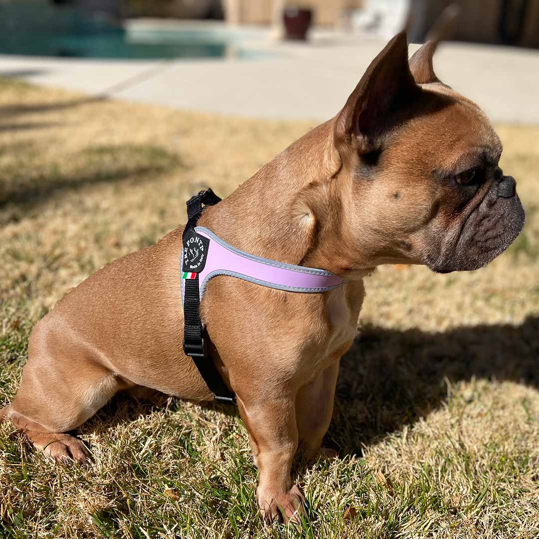 French Bulldog sitting in backyard wearing Tre Ponti Genesis Adjustable Dog Harness in Purple with reflective trim